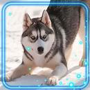 Husky Dogs HD Live Wallpaper-APK