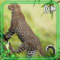 Jaguars Wild Cats