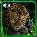 ”Leopards HD