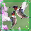 Love Hummingbirds-APK