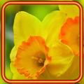 Narcissus Yellow