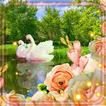 Swan and Rose Live Wallpaper