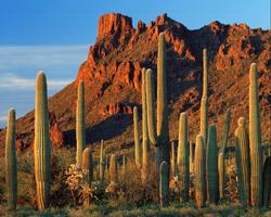 Arizona Jigsaw Puzzles screenshot 3