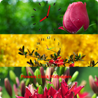 Flowers Clock Wallpapers icon