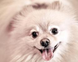 Dog Animala HD Wallpapers ảnh chụp màn hình 3