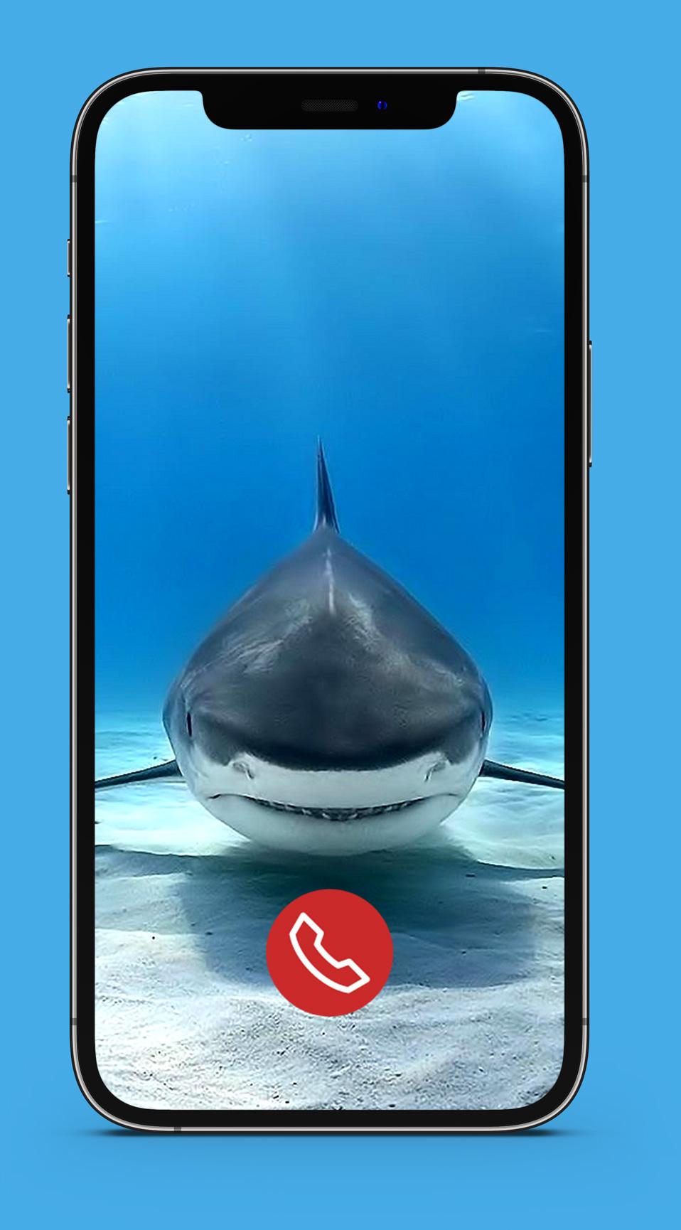 Акула позвони расскажи. Акула позвони. CALLSHARK. Позвони акула слова.