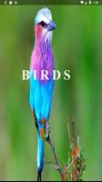 Birds Poster
