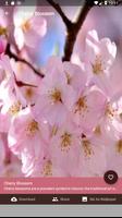 Cherry-Blossom captura de pantalla 2