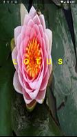 Lotus Plakat