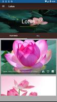 Lotus Screenshot 1