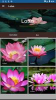 Lotus Screenshot 2