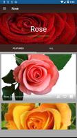 Rose captura de pantalla 1