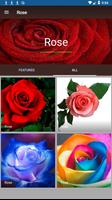 Rose captura de pantalla 2