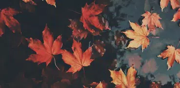 Autumn: Wallpaper Collection