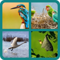 Birds Quiz