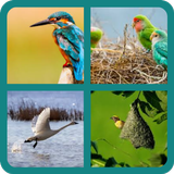 Birds Quiz icono
