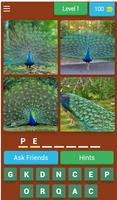 Poster Birds Quiz