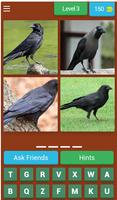 3 Schermata Birds Quiz