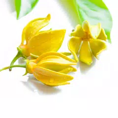download Essential oil & Perfume guide XAPK