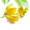 Essential oil & Perfume guide ícone
