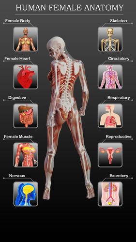 picture Female Body Skeleton Diagram female anatomy 3d female organs bones
