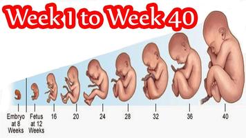 Pregnancy App Week by Week Tracker Cartaz