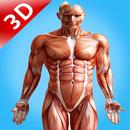 Human Anatomy 3D : Human Organs and Bones APK