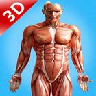 Human Anatomy 3D : Human Organs and Bones Zeichen