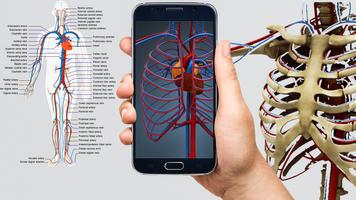 Human Anatomy 3D : Human Organs and Bones capture d'écran 3