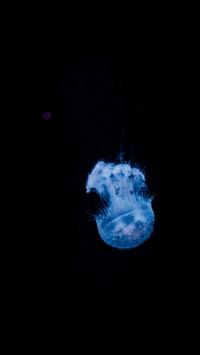 4k Hd Underwater Ocean Wallpapers Bro For Android Apk Download 4k Hd Underwater Ocean Wallpapers Bro For Android Apk Download