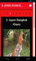 8 Jenis Ayam Bangkok Juara capture d'écran 3