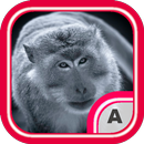 Awesome Monkey Wallpapers 4K APK