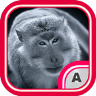 Awesome Monkey Wallpapers 4K أيقونة