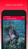 Awesome Monkey Wallpapers 4K पोस्टर