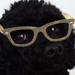 Crazy Hipster Dog-icoon