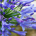 ”Agapanthus africanus wallpaper