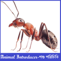 Animal Introducer