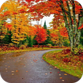Autumn Live Wallpaper