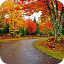 Autumn Live Wallpaper APK