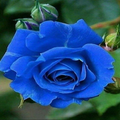 Blue rose