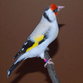CHARDONNERET