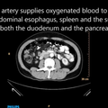 CT pathology videos