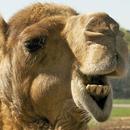 Camel Wallpapers HD APK