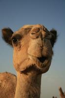 Camel Wallpapers HD Affiche