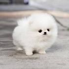 Fluffy Animals Wallpapers HD 아이콘