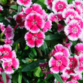 Dianthus Wallpaper