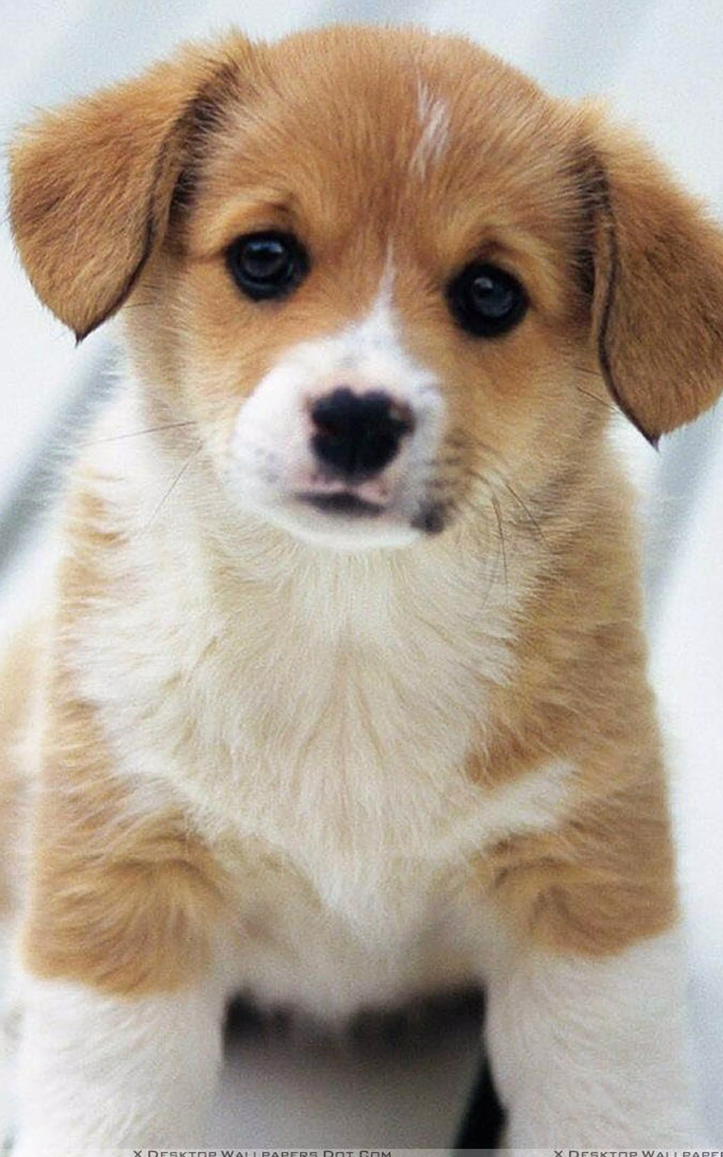 Dog Wallpaper Puppy Cute APK pour Android Télécharger