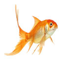Fishing Game