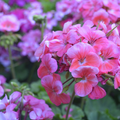 Geranium Wallpaper