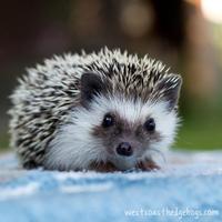 Hedgehog Wallpapers HD ポスター